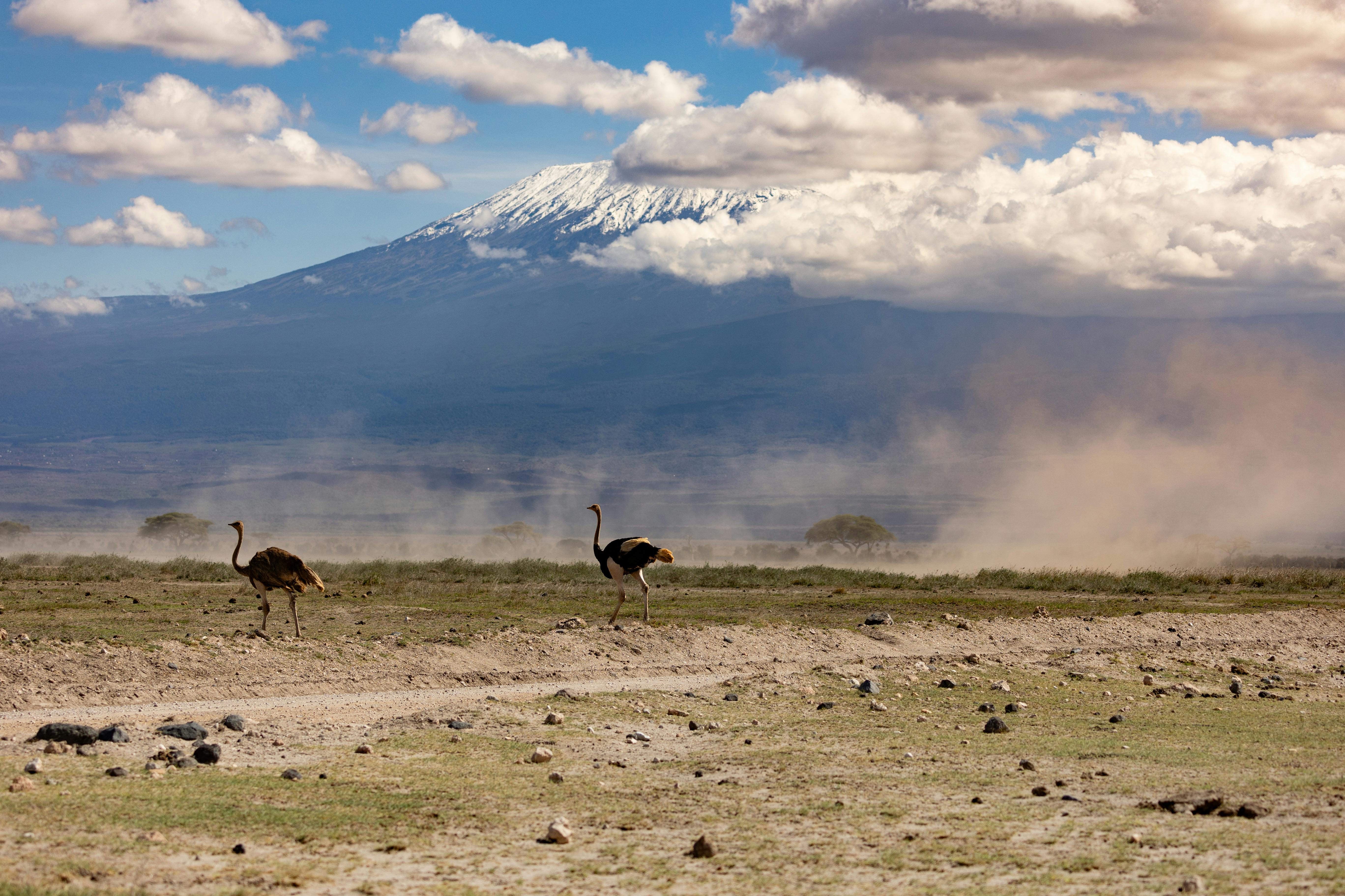 Tanzania Legends: The famous Serengeti: Visit to Ngorongoro Crater